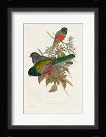 Elegant Trogons VII Fine Art Print