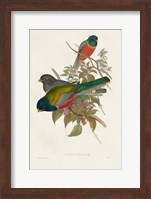 Elegant Trogons VII Fine Art Print