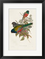 Elegant Trogons VII Framed Print