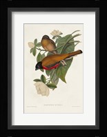 Elegant Trogons VIII Framed Print