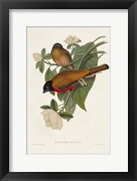 Elegant Trogons VIII Framed Print