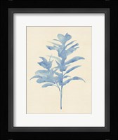 Verditer Fig I Framed Print