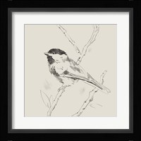 Black Capped Chickadee II Framed Print