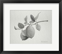 Limonero I Fine Art Print