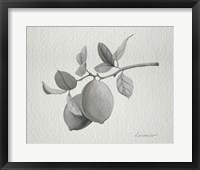 Limonero I Fine Art Print