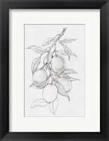 Fruit-Bearing Branch I Fine Art Print