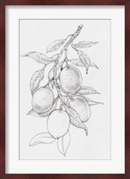 Fruit-Bearing Branch I Fine Art Print