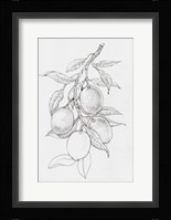 Fruit-Bearing Branch I Framed Print