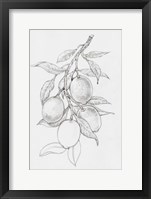 Fruit-Bearing Branch I Framed Print