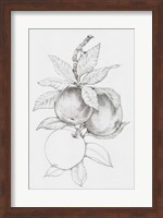 Fruit-Bearing Branch II Fine Art Print
