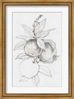 Fruit-Bearing Branch II Fine Art Print