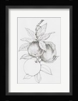 Fruit-Bearing Branch II Framed Print