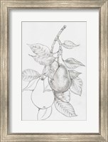 Fruit-Bearing Branch III Fine Art Print