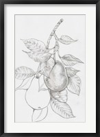 Fruit-Bearing Branch III Fine Art Print
