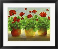 Geraniums III Fine Art Print