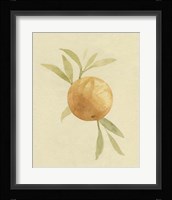 Dappled Oranges I Framed Print
