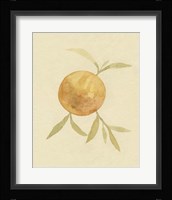 Dappled Oranges II Framed Print