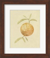 Dappled Oranges III Fine Art Print