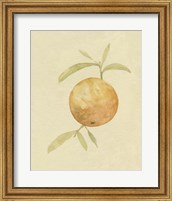 Dappled Oranges III Fine Art Print