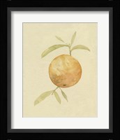 Dappled Oranges III Framed Print