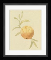 Dappled Oranges IV Framed Print