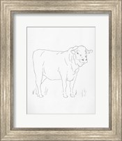 Limousin Cattle I Fine Art Print