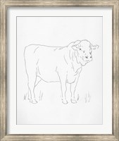 Limousin Cattle I Fine Art Print