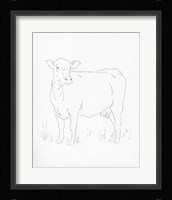 Limousin Cattle II Framed Print