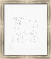 Limousin Cattle II Fine Art Print