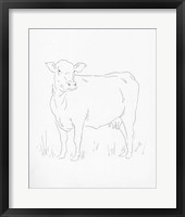 Limousin Cattle II Framed Print