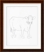 Limousin Cattle III Fine Art Print