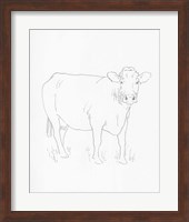 Limousin Cattle III Fine Art Print