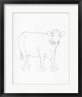 Limousin Cattle III Framed Print