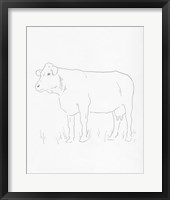 Limousin Cattle IV Framed Print