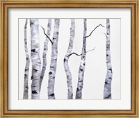 Birch Trees I Fine Art Print