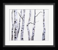 Birch Trees I Framed Print