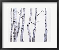 Birch Trees I Framed Print