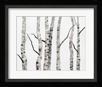 Birch Trees II Framed Print