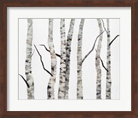 Birch Trees II Fine Art Print
