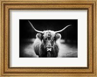 Photography Study Highland Cattle Fine Art Print
