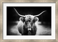 Photography Study Highland Cattle Fine Art Print
