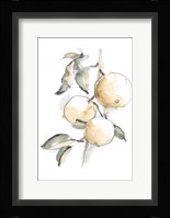 Watercolor Fruit Contour II Framed Print