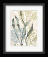 Vintage Ocean Jewels II Framed Print