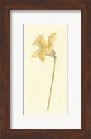 Vintage Daffodil I Fine Art Print