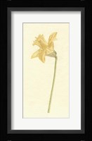 Vintage Daffodil I Framed Print