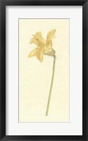 Vintage Daffodil I Framed Print