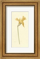 Vintage Daffodil II Fine Art Print