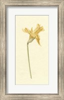 Vintage Daffodil II Fine Art Print