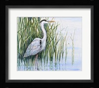 Heron in the Marsh I Framed Print