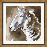 Side Eye Sheep II Fine Art Print
